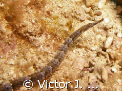 shortfin pipefish at the face dive site in parguera area,... by Victor J. Lasanta 
